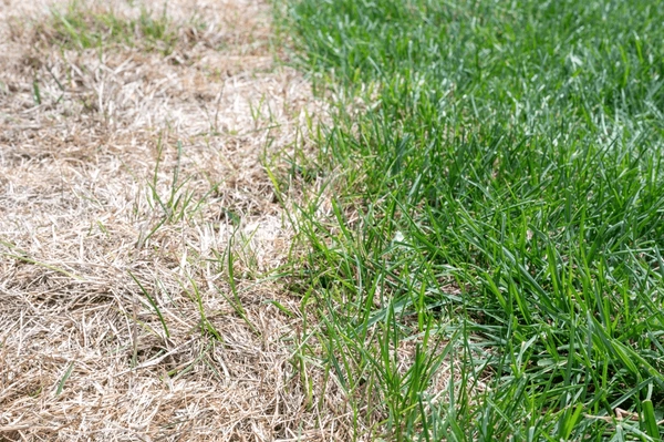 Seasonal Lawn Care Tips: Preparing Your Lawn for Spring