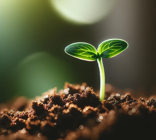 Indoor gardening insight