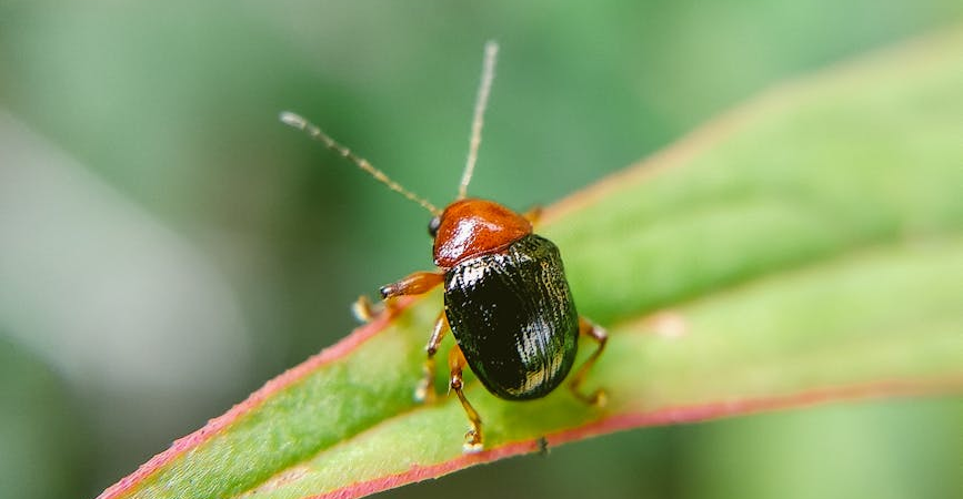 pest control