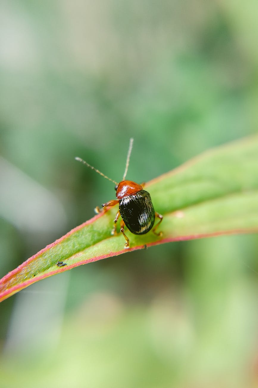 pest control